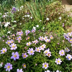 辛い花粉症と今日の庭【さくら、アマナ、イカリソウ】の画像