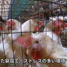 キューピーへの卵の納入業者は、鶏たちを生きたままゴミのように捨てるの記事より