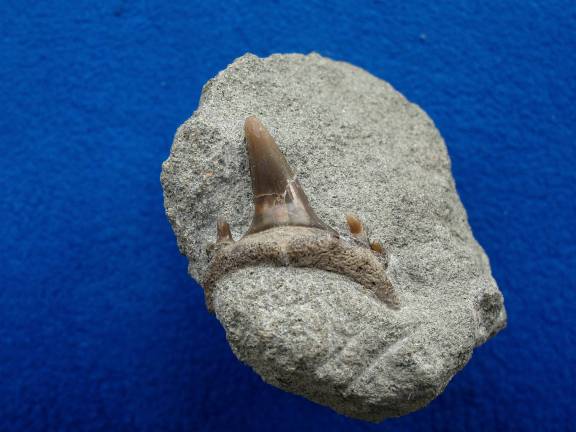 秩父町層のサメの歯化石23 オオワニザメ | 化石採集