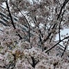 桜の季節です^_^の画像
