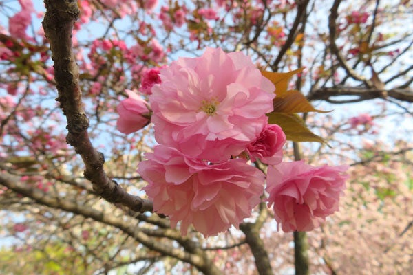 京都の桜の光景ー二条城の里桜 京都案内人のブログ