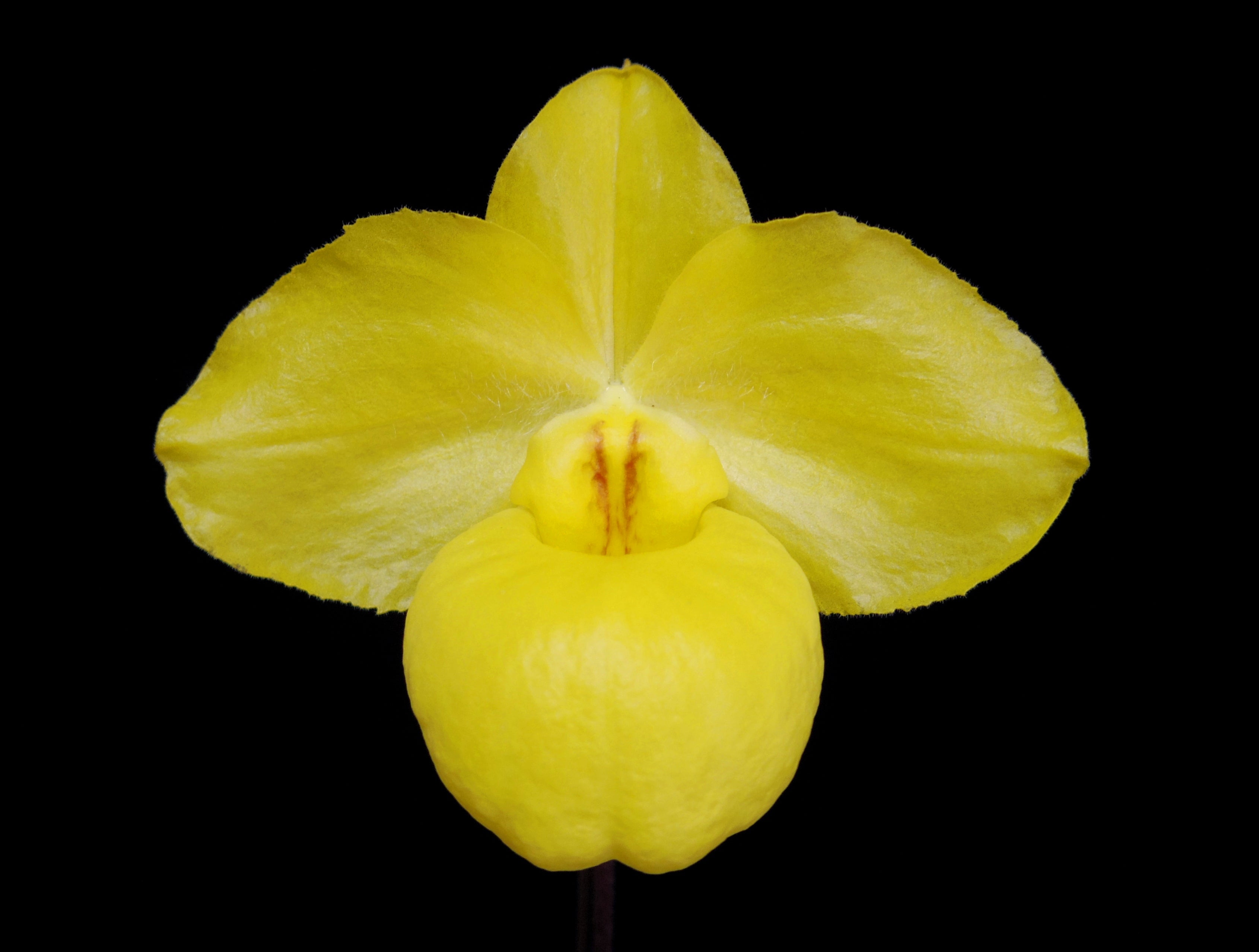 Paph. armeniacum 'Kotarou' SM/JOGA | No orchid, no life. ～蘭を 