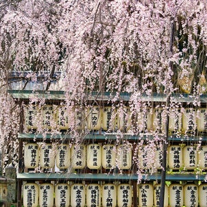 大石神社、桜風景の画像