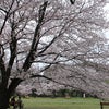 2022年小金井公園桜の撮影会の画像