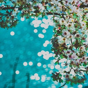 桜のプラネタリウム。の画像