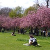 グリニッジ公園でお花見の画像