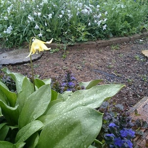 黄花西洋カタクリが咲いています【オープンガーデン開催中】の画像