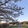 桜開花の画像