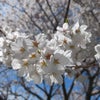 やっと青空の下で桜に会えた♪︎#お花見 #桜 #青空 #信州 #軽井沢の桜...の画像