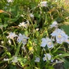 シャガの花の画像