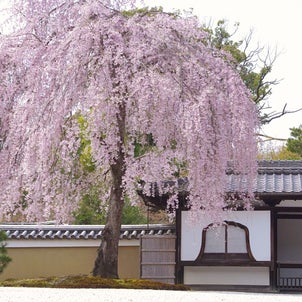 高台寺のしだれ桜の画像
