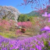 わたらせ渓谷鉄道　桜と花桃の画像