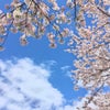 桜の季節は一瞬の画像