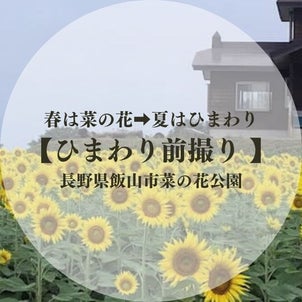 ひまわりで前撮り＆ウェディングフォト！ 長野県飯山市菜の花公園の画像