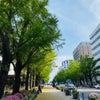 春のイチョウ並木～日本大通り～の画像