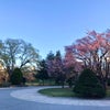 夕方、中島公園へ、桜開花の画像