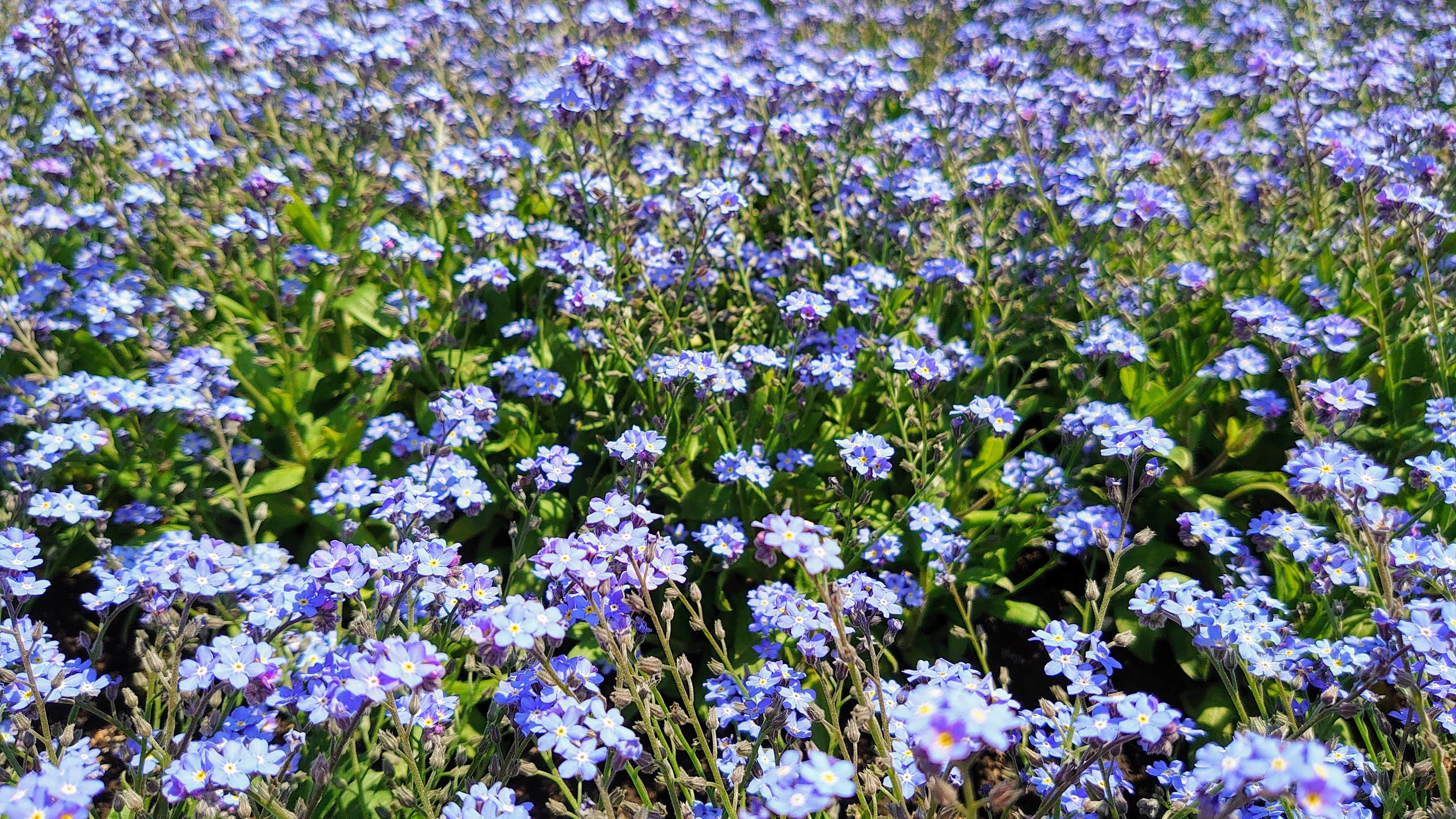 絆の日 | 花のチカラ☆緑のココロ