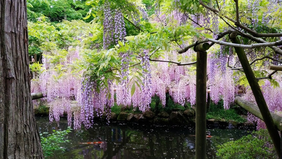興福寺と春日大社の藤の花 | みー散歩～神社仏閣御朱印めぐり～