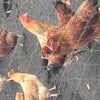宮崎地頭鶏の画像