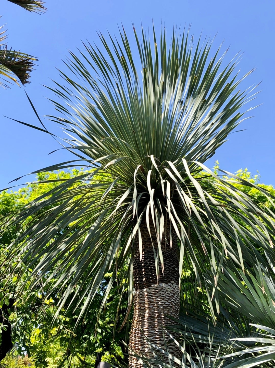 真っ青な空にそびえ立つユッカ・ロストラータ | コタブロ日記 多肉植物