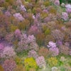 桜峠の画像