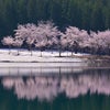 水に映る桜　新潟県　中子の桜の画像