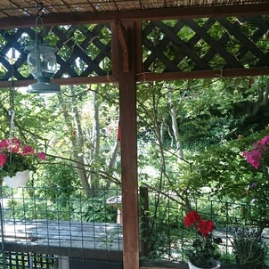 【春のオープンガーデン】今朝の庭からの画像