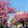 桜と今とサンジュウマルの画像