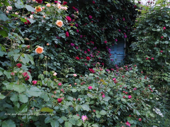 薔薇の家 東大和市 ガーデン
