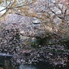 『新川の桜並木と亀城公園の夜桜』 土浦市真鍋・中央の画像