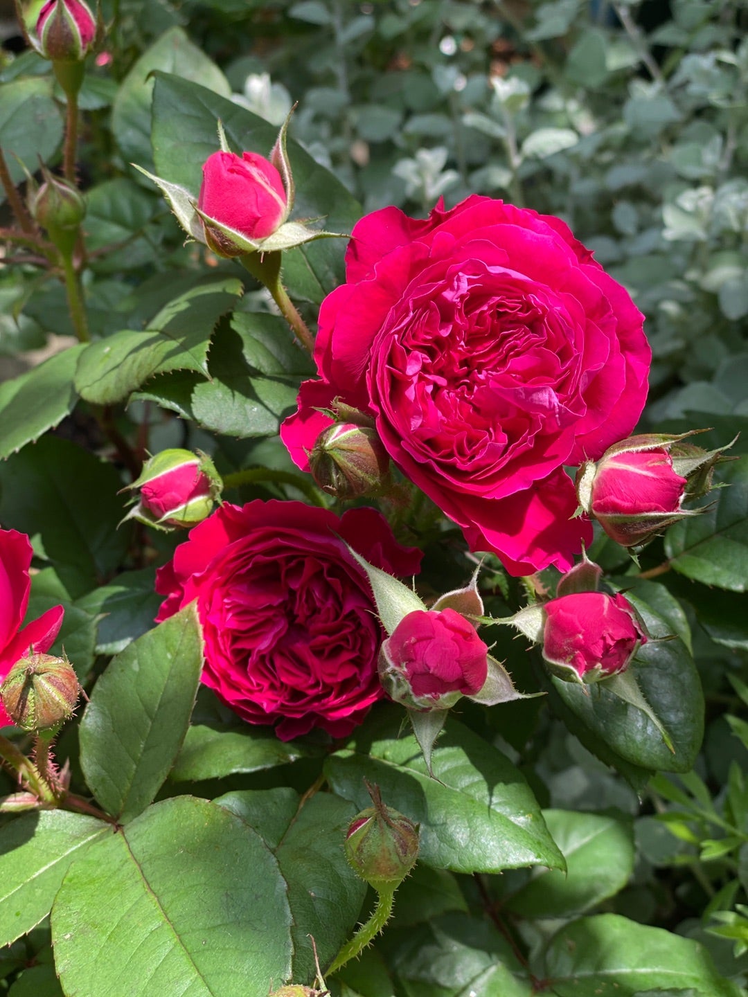 バラとの一期一会 販売用のバラ苗は少しずつ開花 | 名古屋のバラ苗専門 