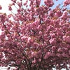 函館まだまだ桜満開の画像