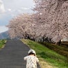 あっという間の桜の画像
