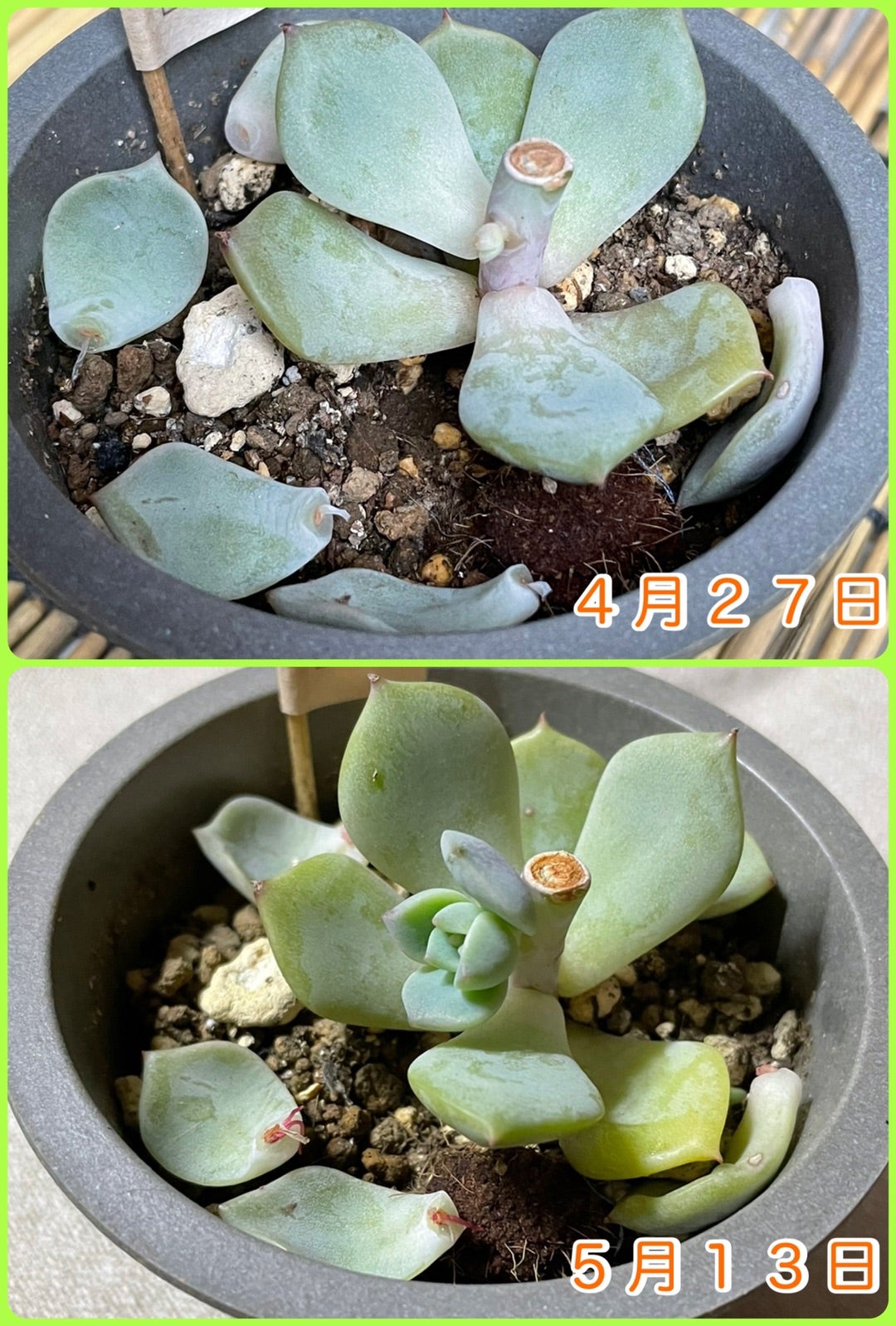 多肉植物⭐︎白牡丹 胴切り 1ヶ月後(*^^*)&葉挿し | るこ 多肉植物⭐︎白牡丹 胴切り 1ヶ月後(*^^*)&葉挿し | るこ