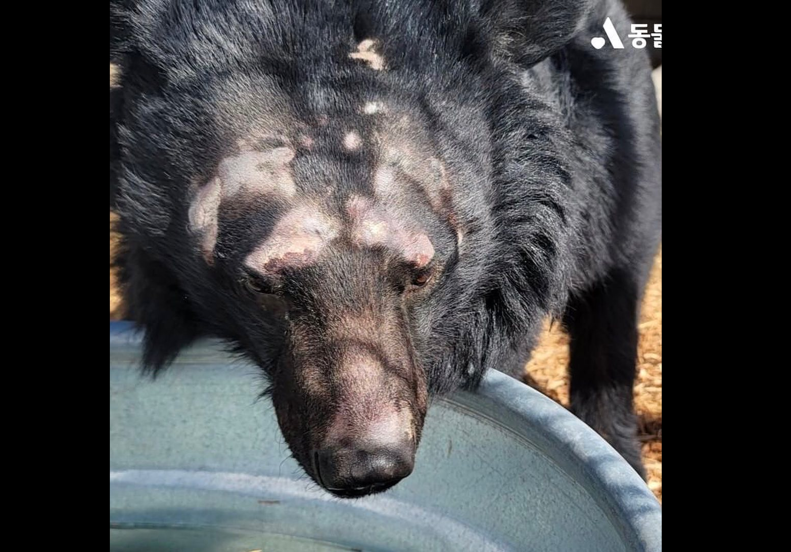韓国の熊の繁殖農場 | チロ・ツグミ・メリーと 動物問題 ～ ヴィーガン ～