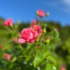 Rose Gardenへ…の画像