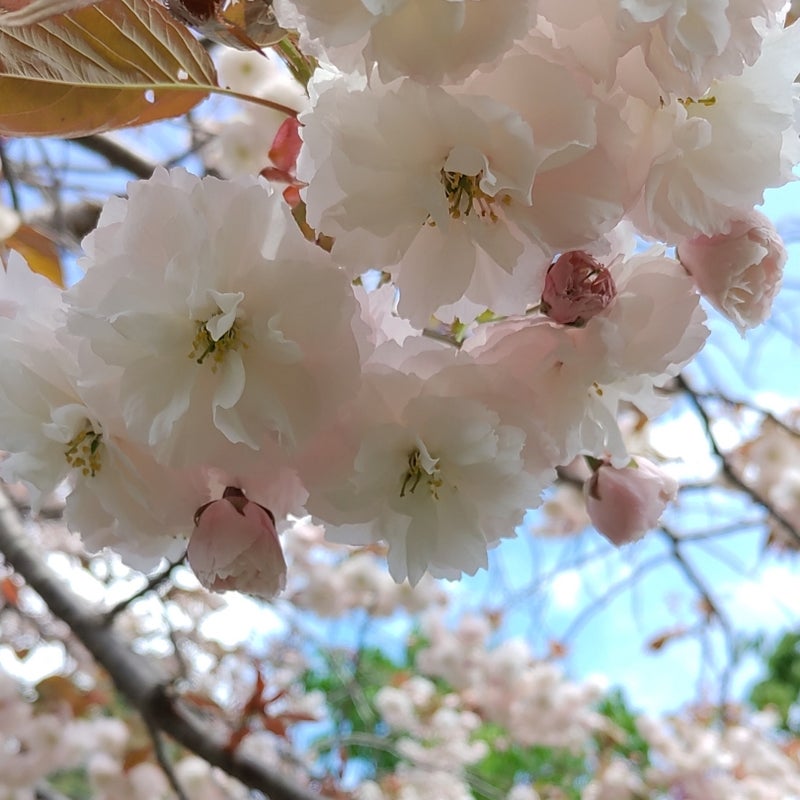 桜盆栽の新着記事｜アメーバブログ（アメブロ）