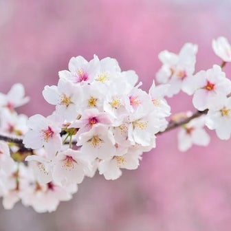 ふわっとした満開の桜色のエネルギー❤️
