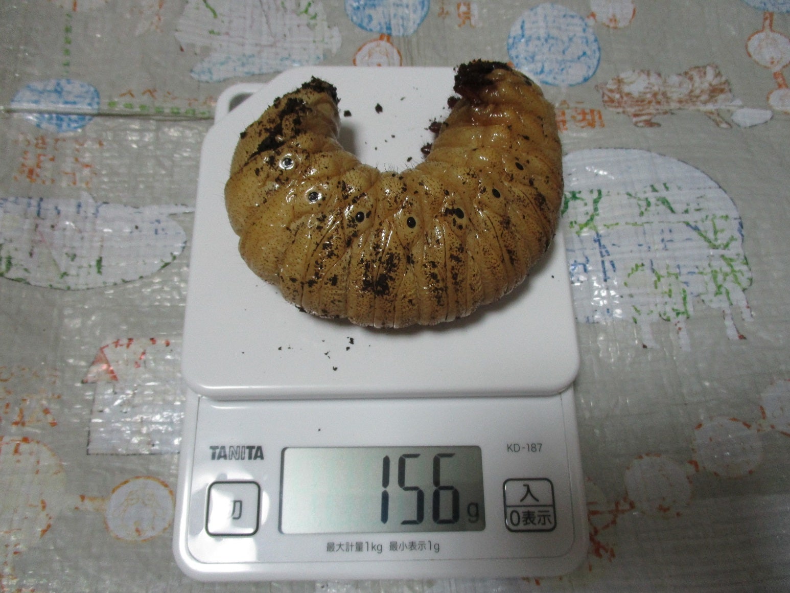 久しぶりのヘラクレス(ヘラヘラ)飼育記事！！ | OKUSAWAカブクワ