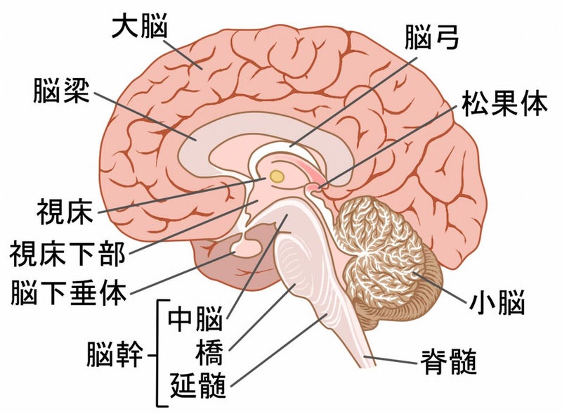 脳幹の位置