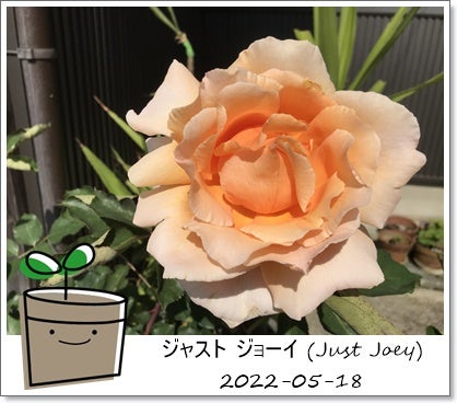 ジャスト ジョーイ (Just Joey) -薔薇・バラ・ばら | neko-2hiki2019