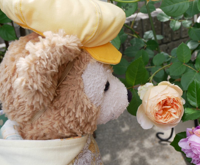 薔薇が咲いた ナエマジュードジオブスキュアラデュレコンテスドゥセギュール館長シェリー | ダッピー シェリー ブルーくんの ディズニー  ダッフィー＆バラとhappy探し