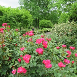 牡丹と薔薇と～茨城県植物園の画像