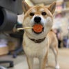 看板犬ピー太　おやつを食べる(o☻ܫ☻o)♡の画像