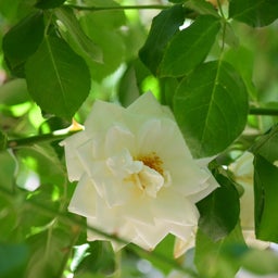 画像 久しぶりの薔薇〜癒し〜 の記事より 14つ目