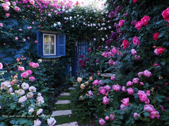 薔薇の家 窓辺の薔薇