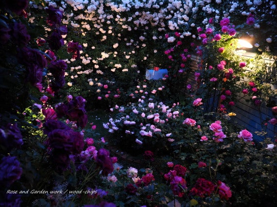 薔薇の庭 ライティング効果