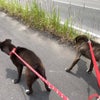 Jiro&Kuro ニ調犬獣　散歩の画像