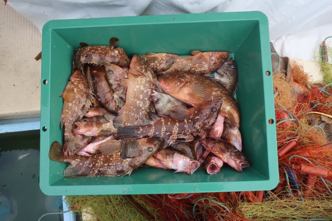 刺し網漁 | 漁師暮らし