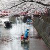 水都大垣の春(水門川の桜)2022年4月2日撮影の画像